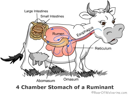 Ruminant Fat 63